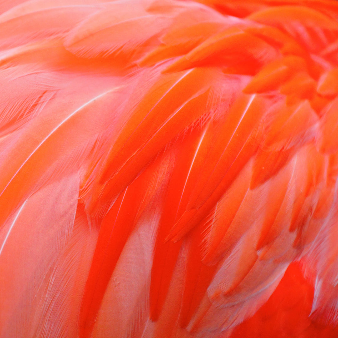byHeidenreich® | Orange Flamingo Feathers