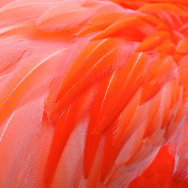 byHeidenreich® | Orange Flamingo Feathers